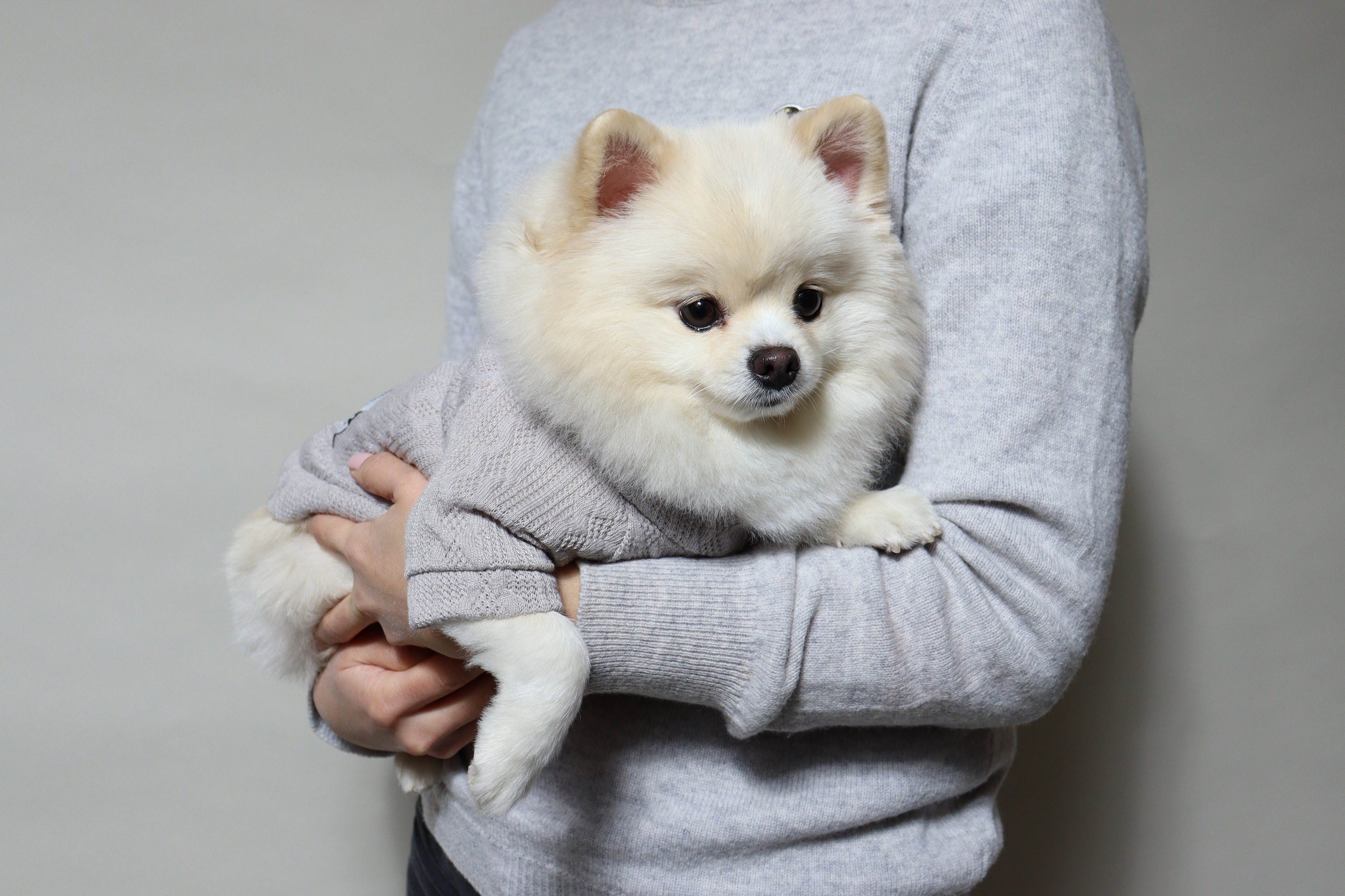 Colourful Dog Jumper