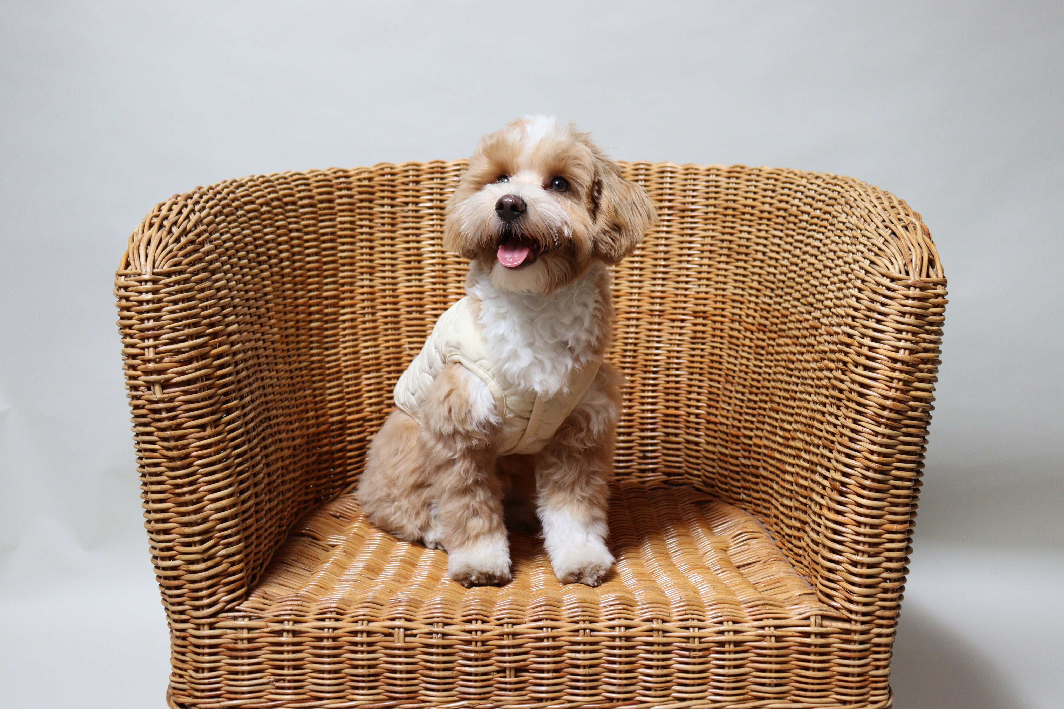 Dog Jumper With Harness