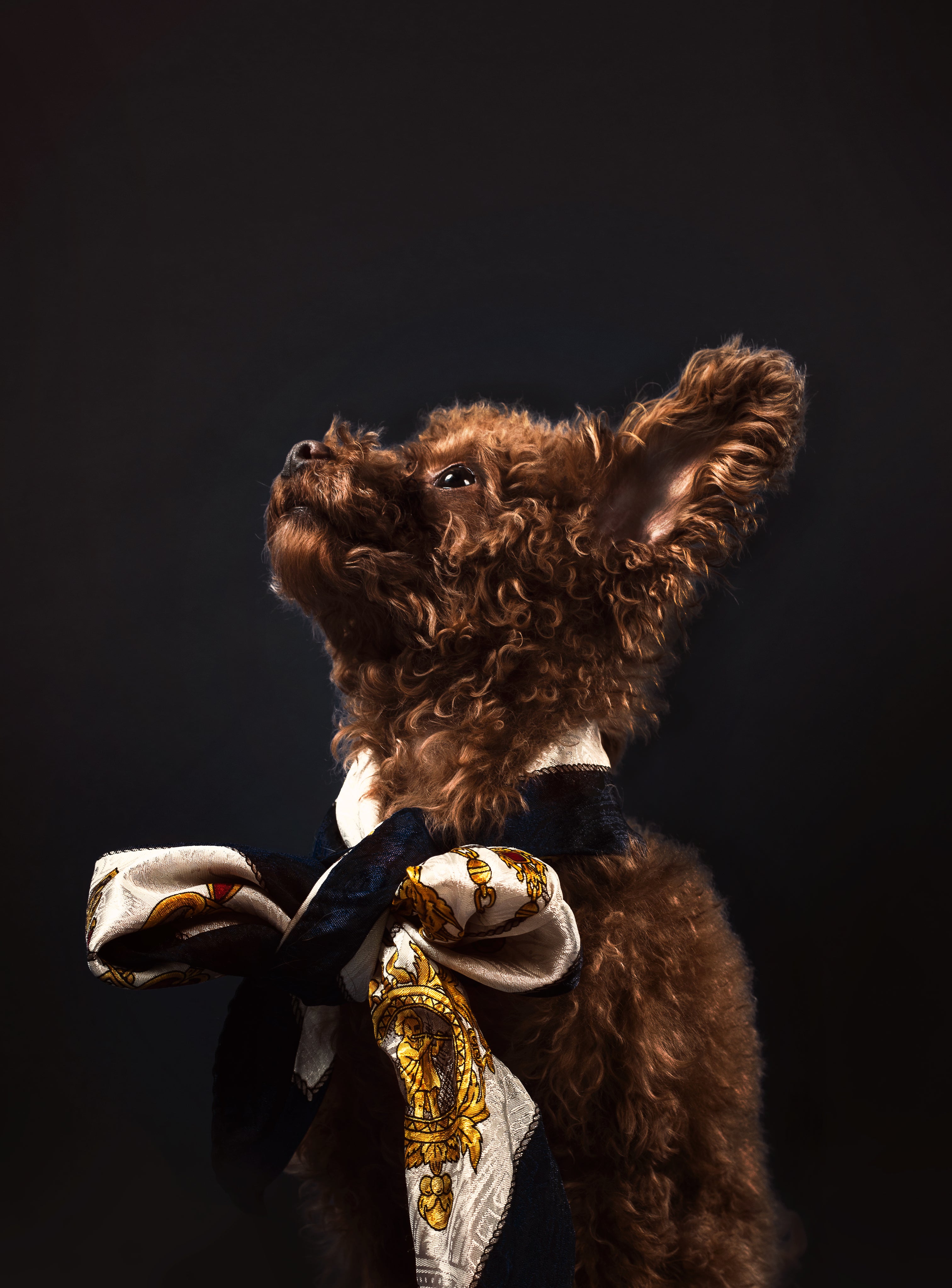 a-big-fluffy-dog-with-a-necktie.jpg